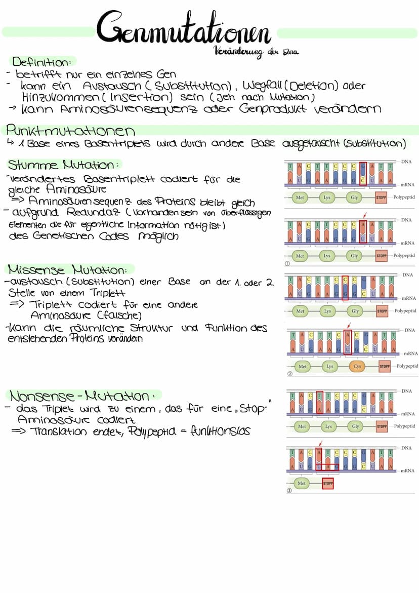 Genetik Regulation der Grenaktivität bei Prokarionten
Operon
Regulatorgen
Transkription
mRNA
Translation
Regulatorgen:
- ein Gen
Promotor Op