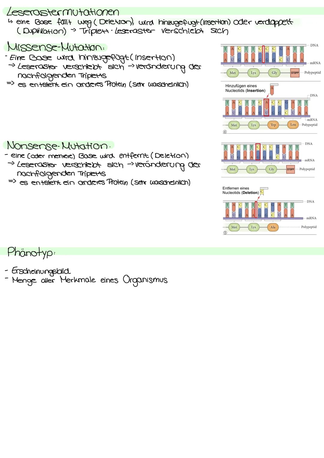 Genetik Regulation der Grenaktivität bei Prokarionten
Operon
Regulatorgen
Transkription
mRNA
Translation
Regulatorgen:
- ein Gen
Promotor Op