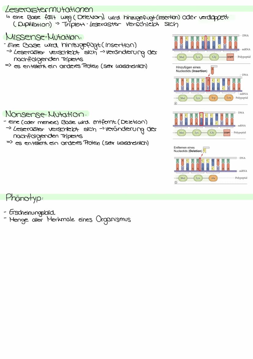 Genetik Regulation der Grenaktivität bei Prokarionten
Operon
Regulatorgen
Transkription
mRNA
Translation
Regulatorgen:
- ein Gen
Promotor Op