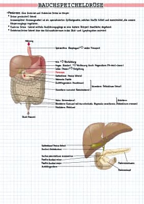 Know Bauchspeicheldrüse (Pankreas) thumbnail