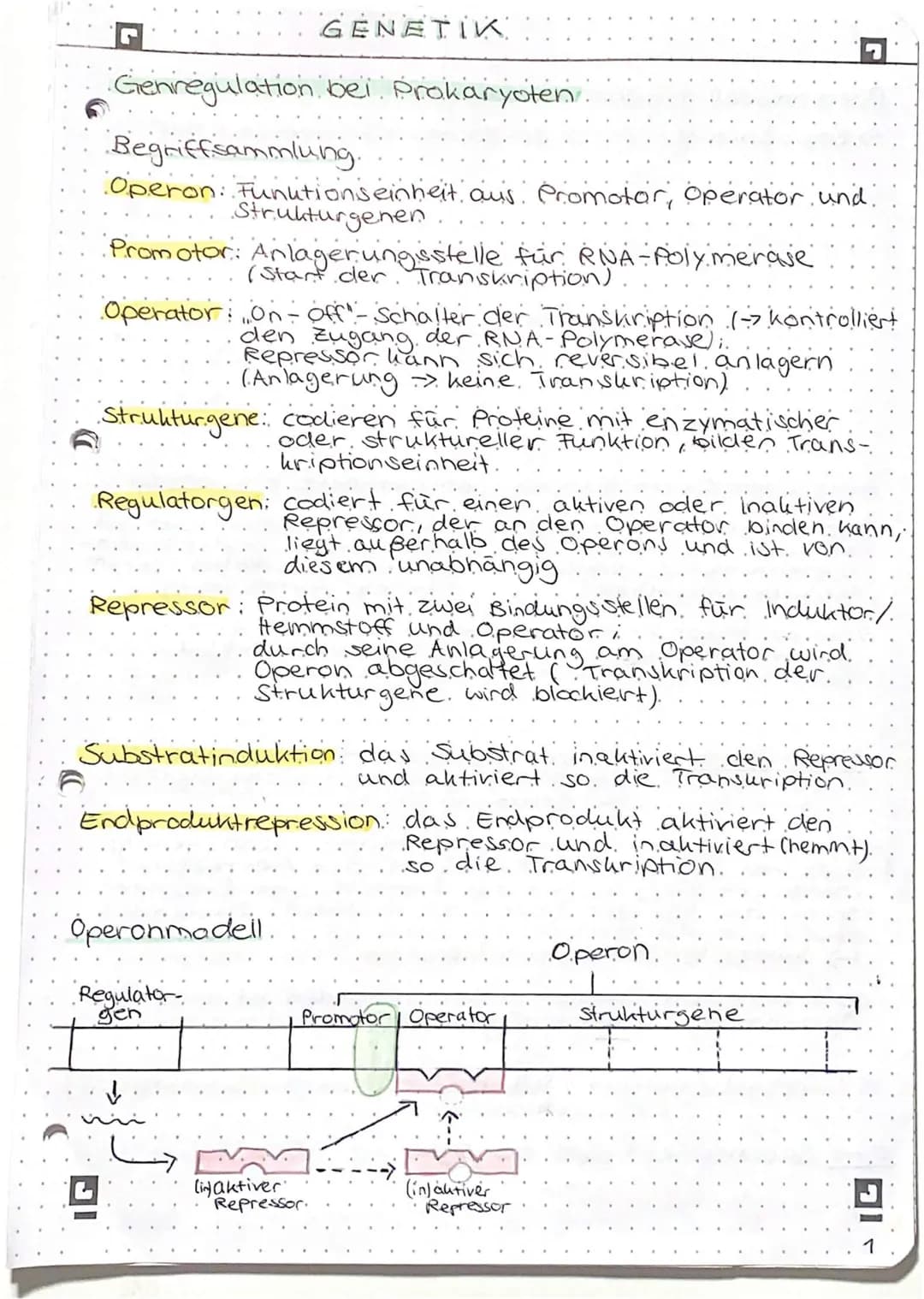 Genregulation bei Prokaryoten
Begriffsammlung.
Operon: Funktionseinheit aus Promotor, operator und
Strukturgenen
Promotor: Anlagerungsstelle