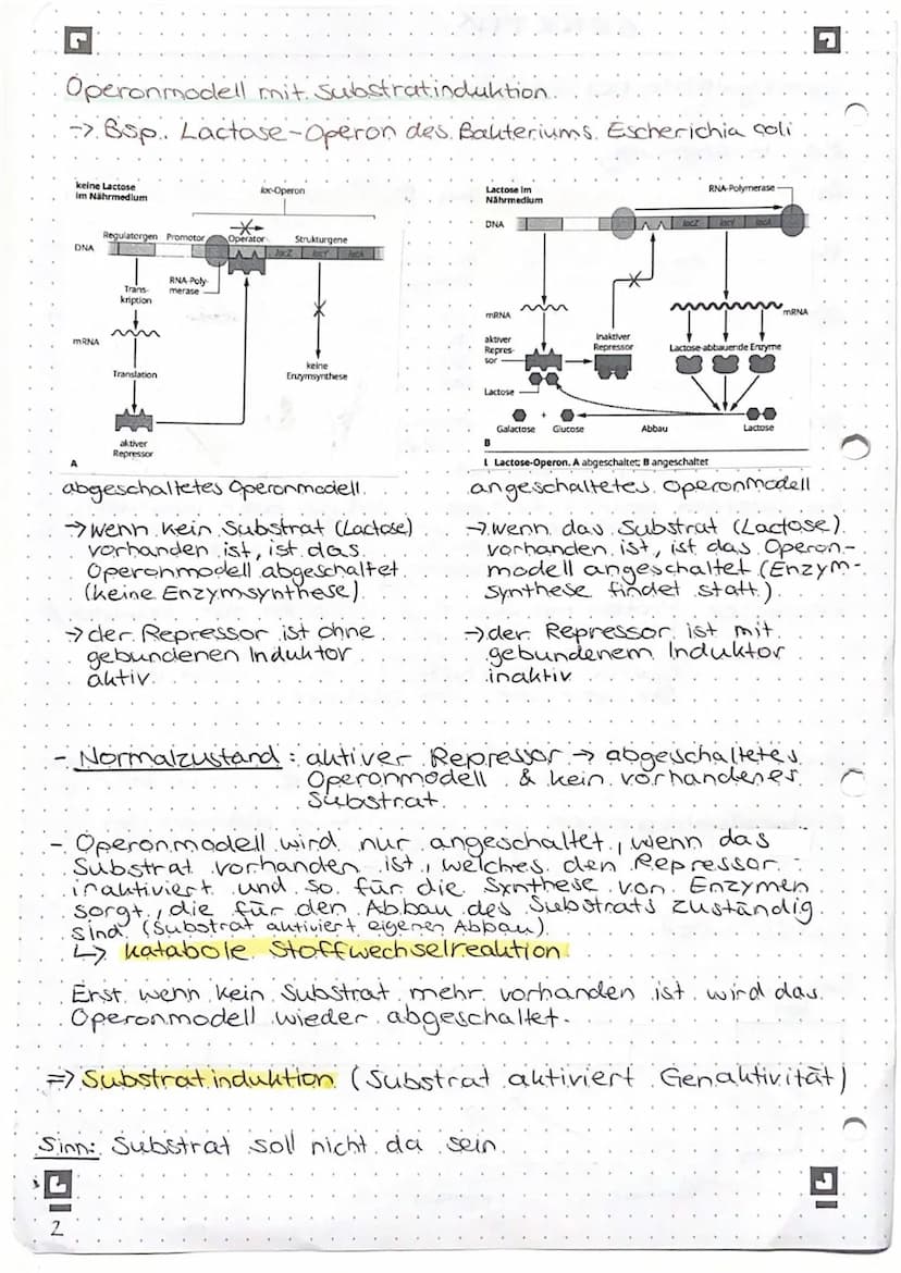 Genregulation bei Prokaryoten
Begriffsammlung.
Operon: Funktionseinheit aus Promotor, operator und
Strukturgenen
Promotor: Anlagerungsstelle