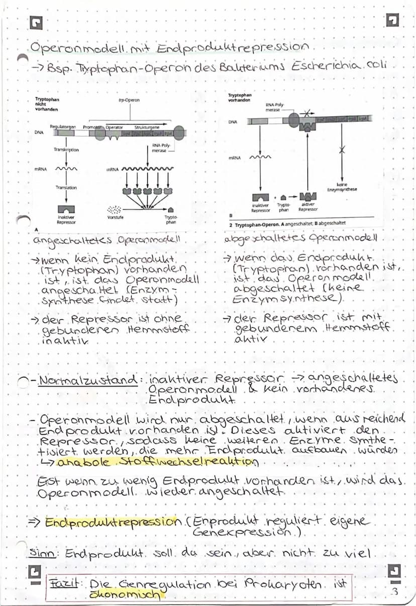 Genregulation bei Prokaryoten
Begriffsammlung.
Operon: Funktionseinheit aus Promotor, operator und
Strukturgenen
Promotor: Anlagerungsstelle