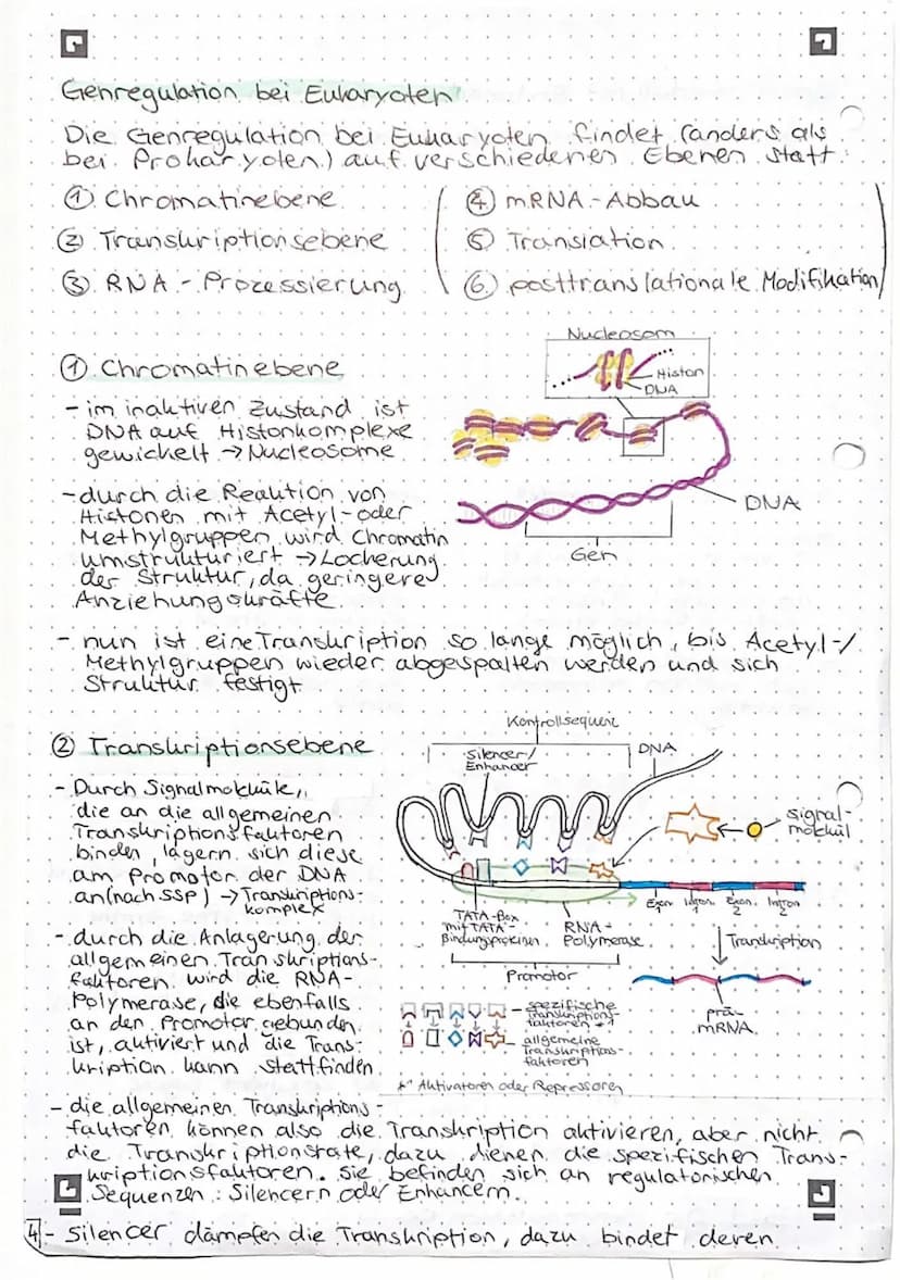 Genregulation bei Prokaryoten
Begriffsammlung.
Operon: Funktionseinheit aus Promotor, operator und
Strukturgenen
Promotor: Anlagerungsstelle