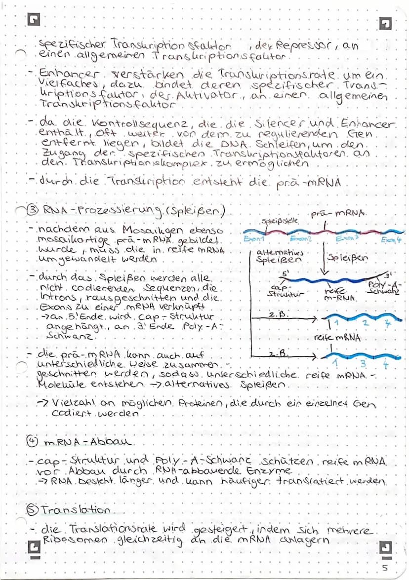 Genregulation bei Prokaryoten
Begriffsammlung.
Operon: Funktionseinheit aus Promotor, operator und
Strukturgenen
Promotor: Anlagerungsstelle
