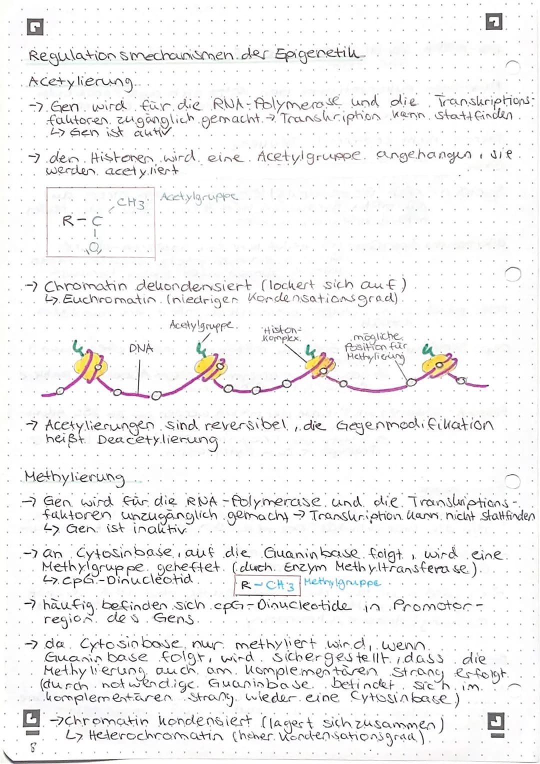 Genregulation bei Prokaryoten
Begriffsammlung.
Operon: Funktionseinheit aus Promotor, operator und
Strukturgenen
Promotor: Anlagerungsstelle