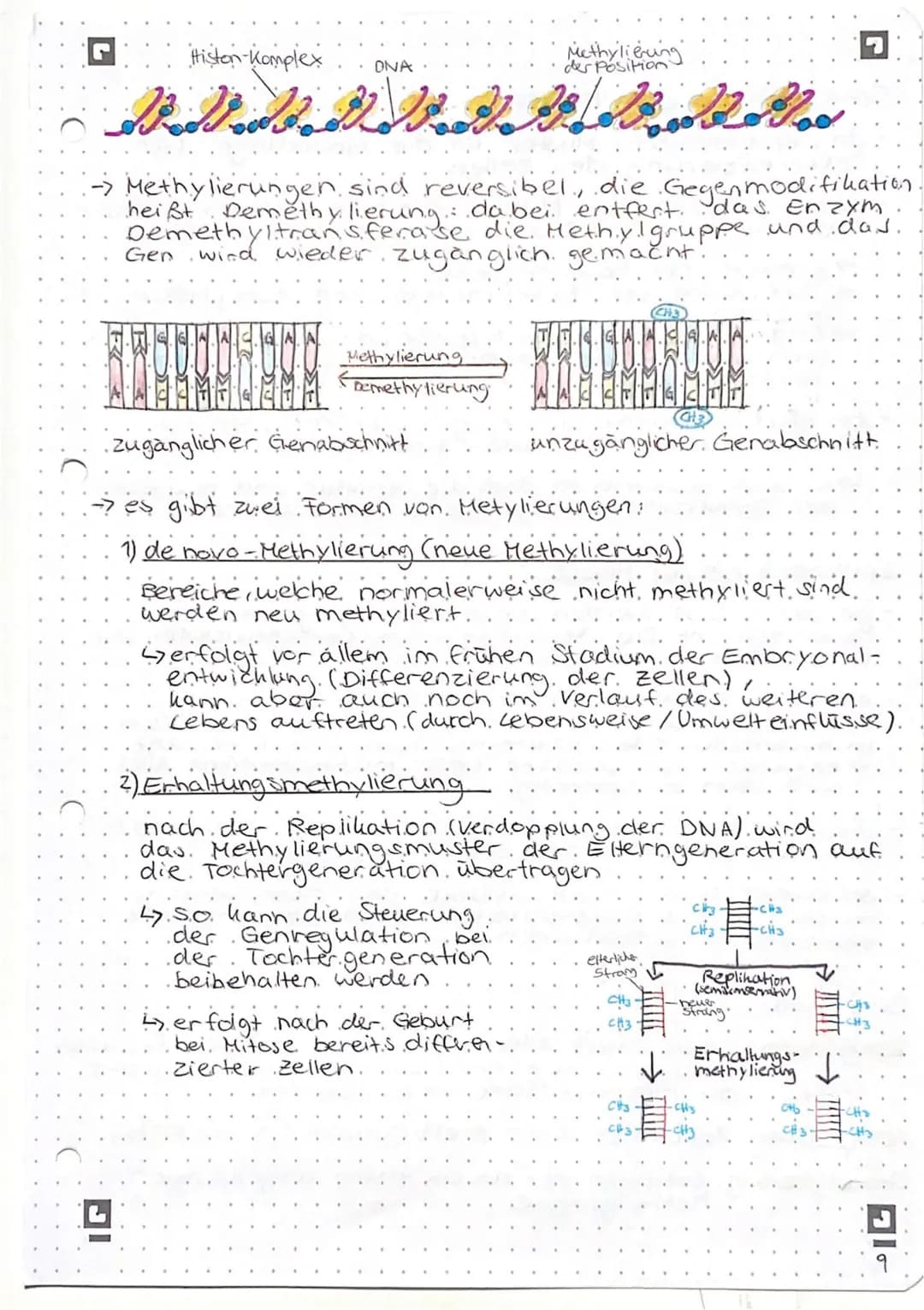 Genregulation bei Prokaryoten
Begriffsammlung.
Operon: Funktionseinheit aus Promotor, operator und
Strukturgenen
Promotor: Anlagerungsstelle