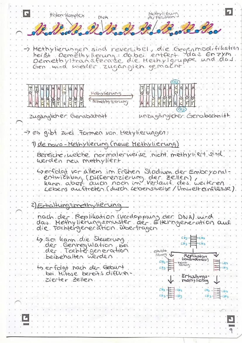 Genregulation bei Prokaryoten
Begriffsammlung.
Operon: Funktionseinheit aus Promotor, operator und
Strukturgenen
Promotor: Anlagerungsstelle