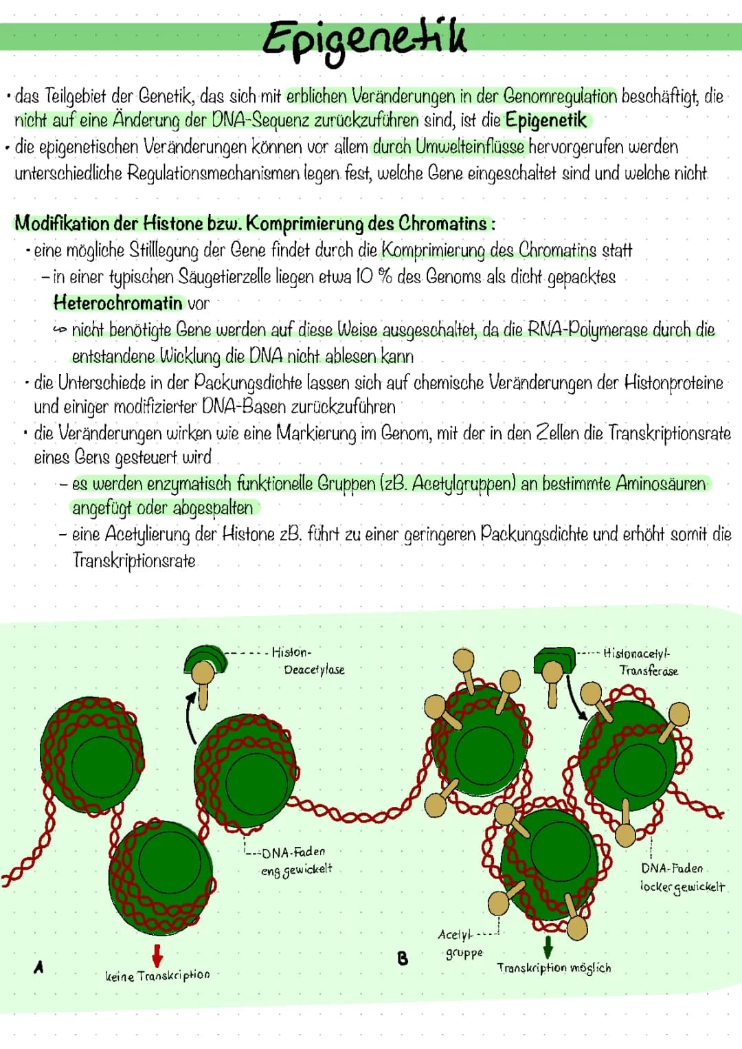 Epigenetik