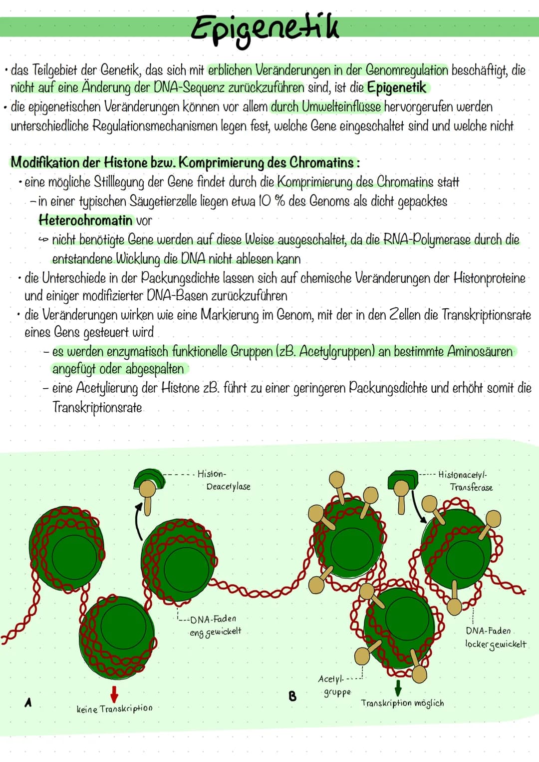 Epigenetik
• das Teilgebiet der Genetik, das sich mit erblichen Veränderungen in der Genomregulation beschäftigt, die
nicht auf eine Änderun
