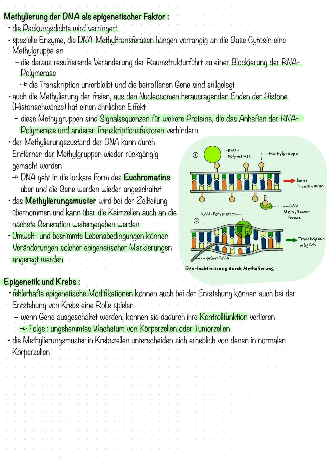 Epigenetik
• das Teilgebiet der Genetik, das sich mit erblichen Veränderungen in der Genomregulation beschäftigt, die
nicht auf eine Änderun