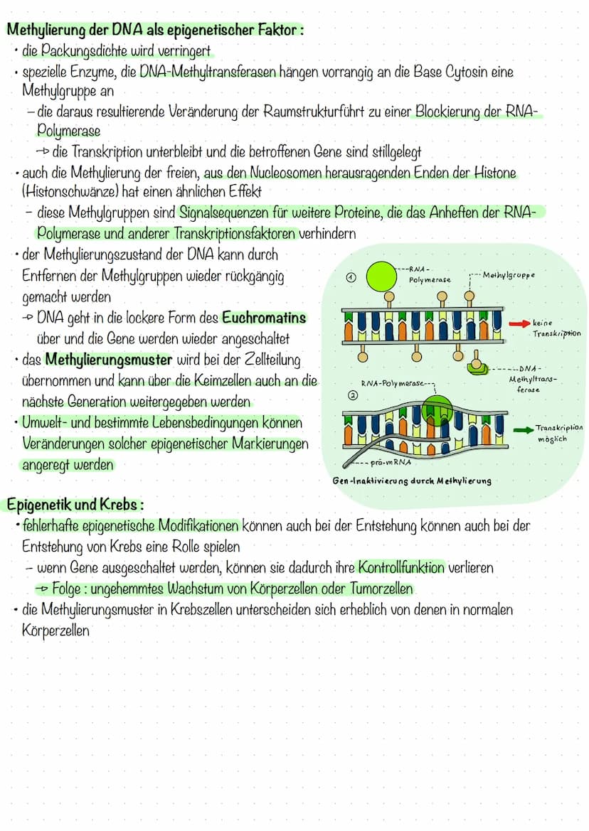 Epigenetik
• das Teilgebiet der Genetik, das sich mit erblichen Veränderungen in der Genomregulation beschäftigt, die
nicht auf eine Änderun