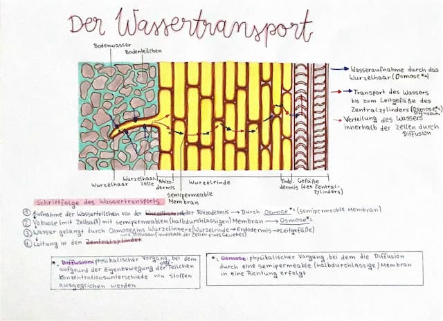 Know Wassertransport in der Wurzel thumbnail
