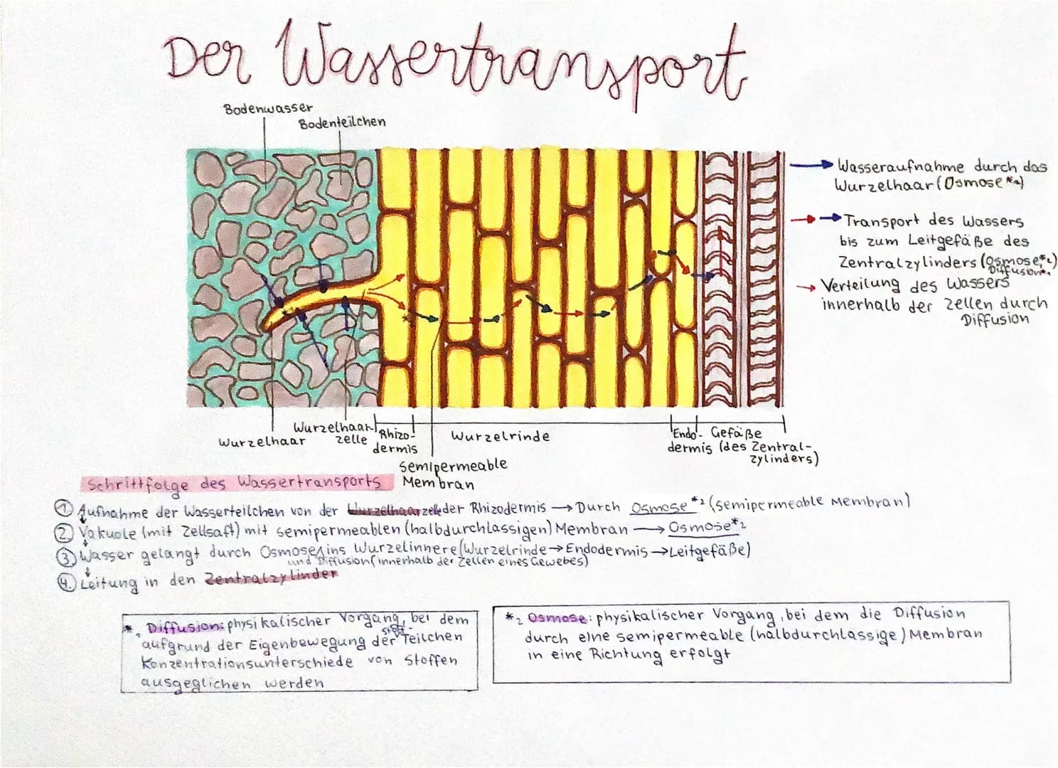 Der Wassertransport
Bodenwasser
Bodenteilchen
Wurzelhaart
zelle
Wurzelhaar
'Rhizo!
dermis
Wurzelrinde
Semipermeable
Membran
ausgeglichen wer