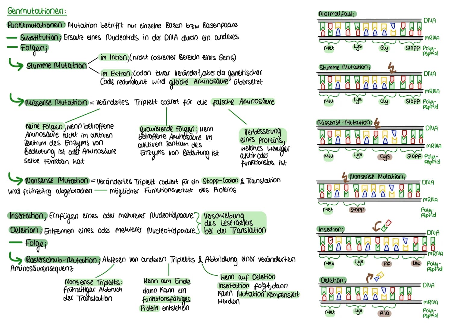 biologie-abi
Mutationen: Ursachen
• spontane Mutation; Spontan unter nostürlichen Bedingungen, 2.B während der DNA-Replikation oder Chromoso