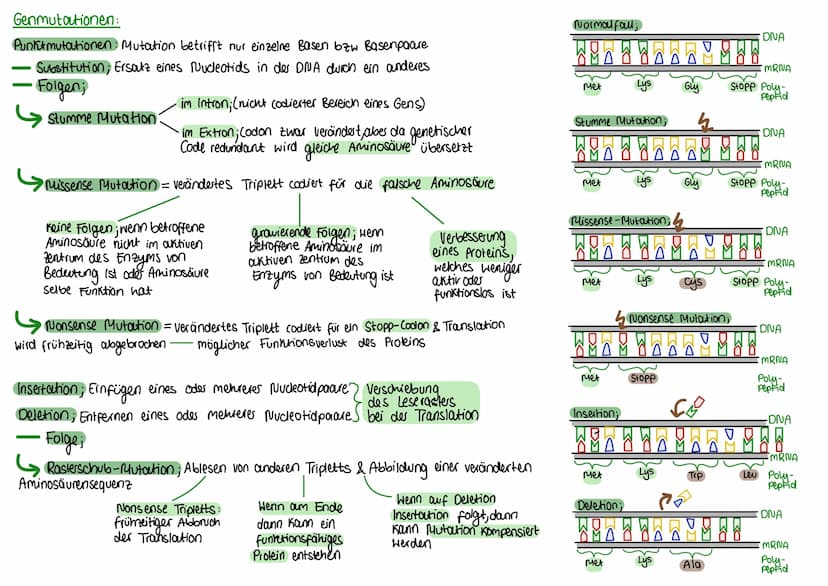 biologie-abi
Mutationen: Ursachen
• spontane Mutation; Spontan unter nostürlichen Bedingungen, 2.B während der DNA-Replikation oder Chromoso