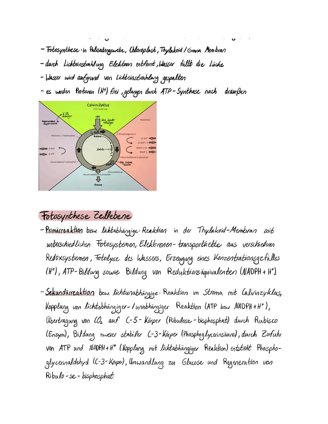 <h3 id="lichtabhngigereaktionfotosynthese">Lichtabhängige Reaktion Fotosynthese</h3>
<p>Die lichtabhängige Reaktion der Fotosynthese findet 