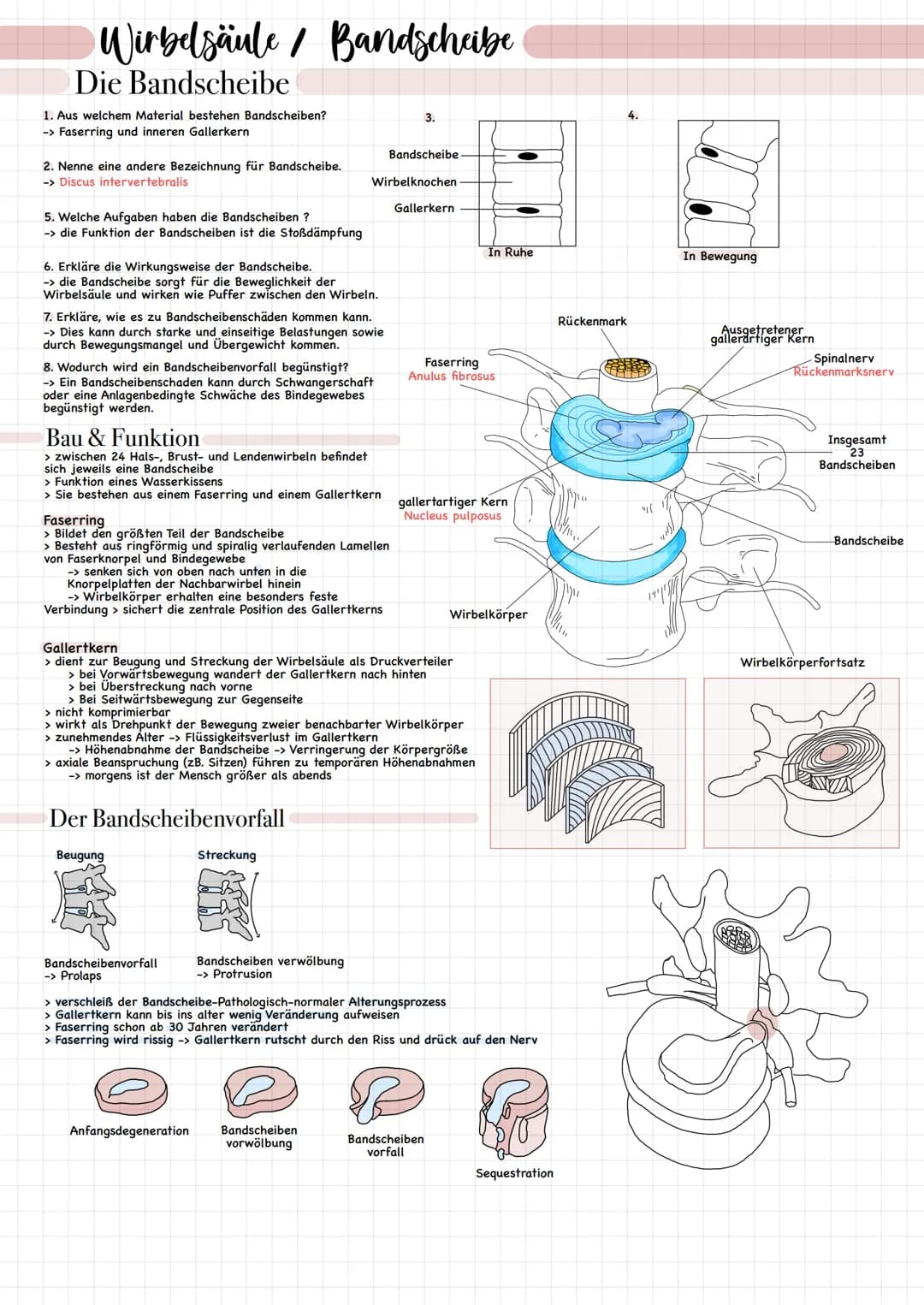 Wirbelsäule/ Bandscheibe
Die Bandscheibe
1. Aus welchem Material bestehen Bandscheiben?
-> Faserring und inneren Gallerkern
2. Nenne eine an