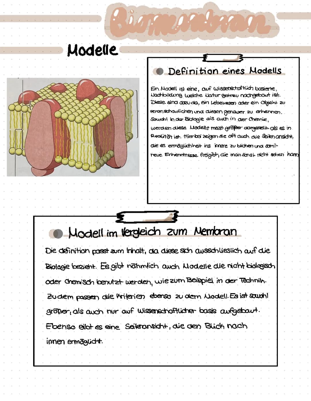 Membran im Vergleich zu einem Modell 