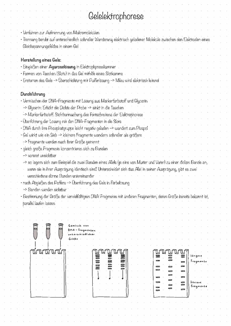 Know Gelelektrophorese  thumbnail
