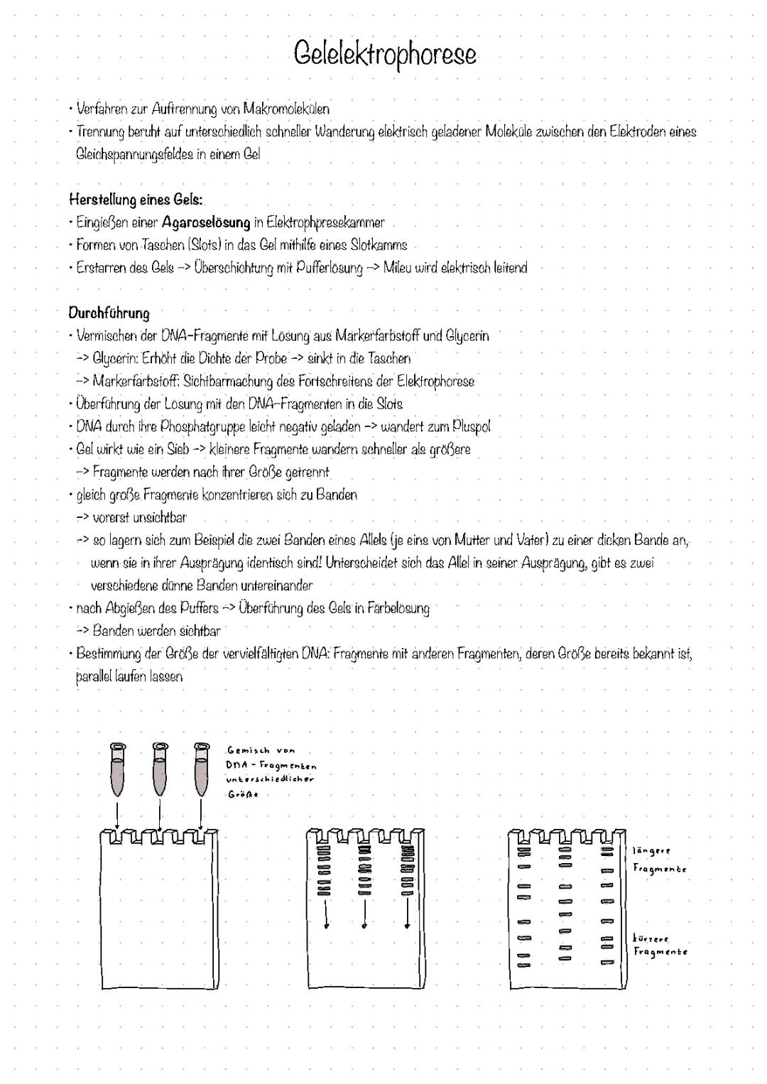 Gelelektrophorese einfach erklärt: Ablauf, Anwendung & DNA Auswertung