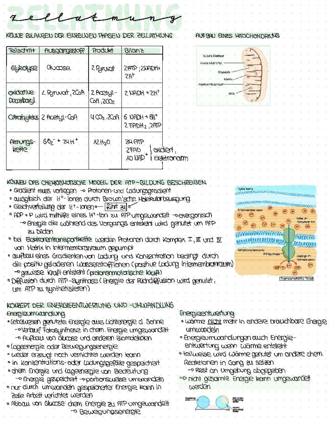 Zellatmung 