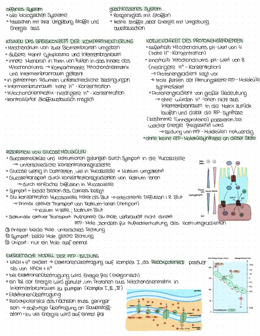 nellaranns
KENNE BILANZEN DER EINZELNEN PHASEN DER ZELLATMUNG
Teilschritt Ausgangsstoff Produkt Bilanz
Glykolyse Glucose
Atmungs- 60₂ + 24H*