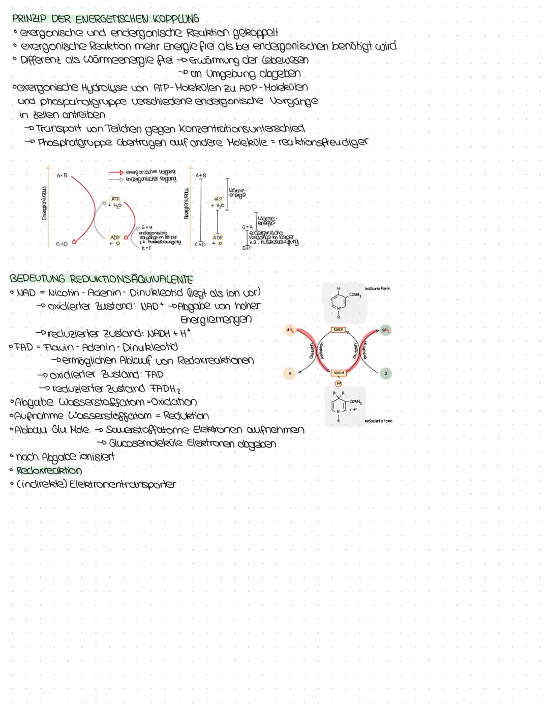nellaranns
KENNE BILANZEN DER EINZELNEN PHASEN DER ZELLATMUNG
Teilschritt Ausgangsstoff Produkt Bilanz
Glykolyse Glucose
Atmungs- 60₂ + 24H*
