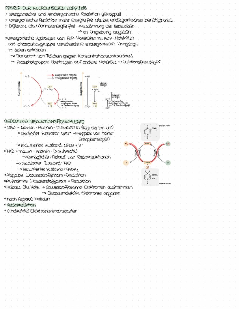 nellaranns
KENNE BILANZEN DER EINZELNEN PHASEN DER ZELLATMUNG
Teilschritt Ausgangsstoff Produkt Bilanz
Glykolyse Glucose
Atmungs- 60₂ + 24H*