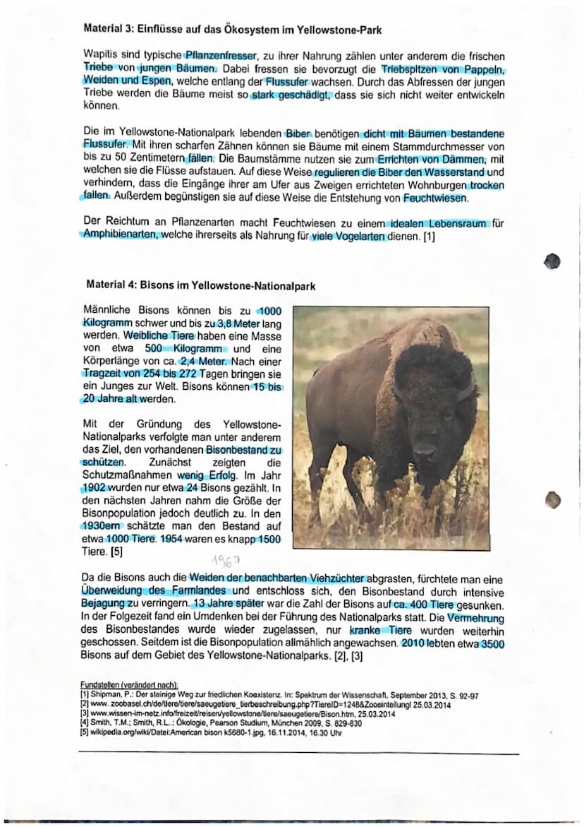 Wölfe im Yellowstone-Nationalpark- eine Gefahr für die Bisons?
Als der Yellowstone-Nationalpark 1872 gegründet wurde, gab es in dem Gebiet v