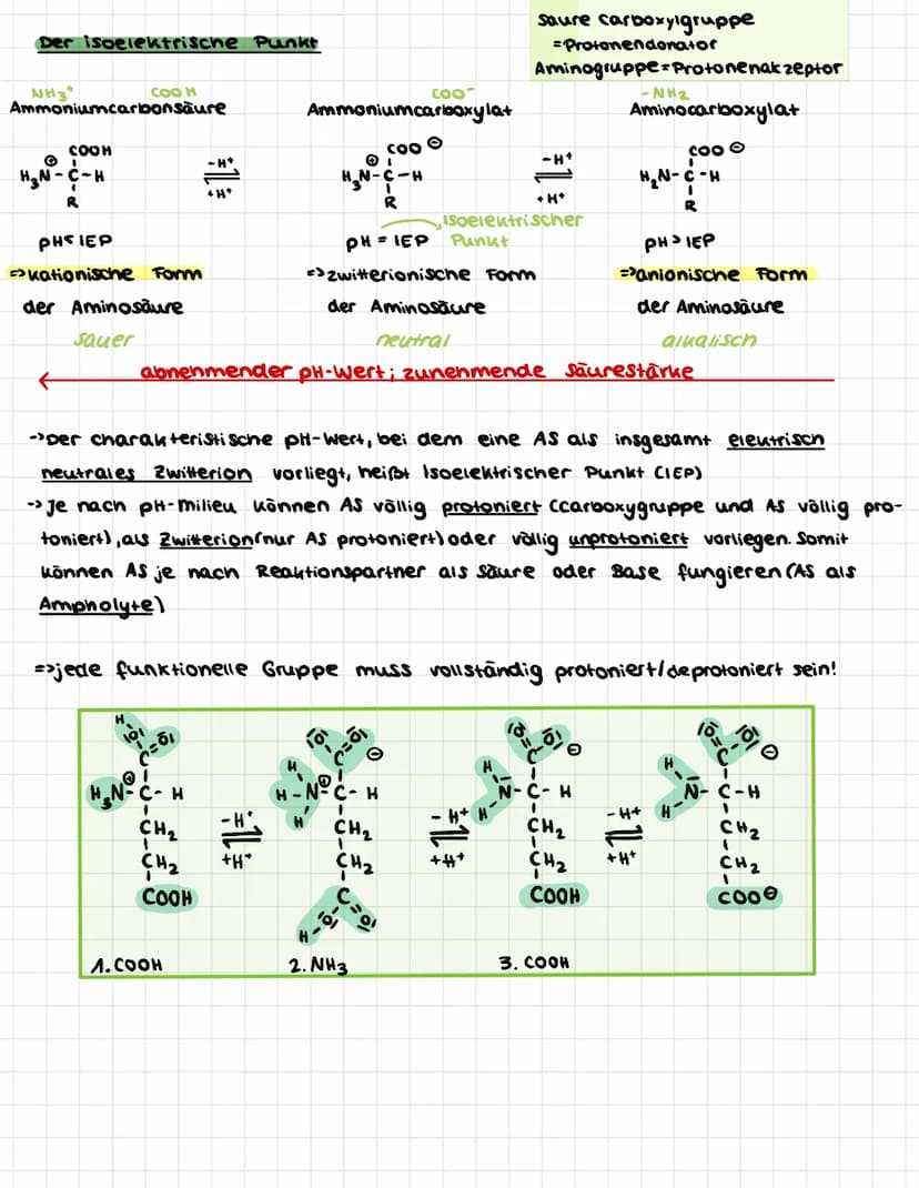 →>Aufbau der Aminosäuren
H
H
H
N-C
R
Aminogruppe
C
**--*
-H
H
R
d-α-Aminosäure
61
X-C-Atom
-H
Carboxylgruppe
H-
-α-c-Atom-T
C"
H-N -H
61
H
Ñ