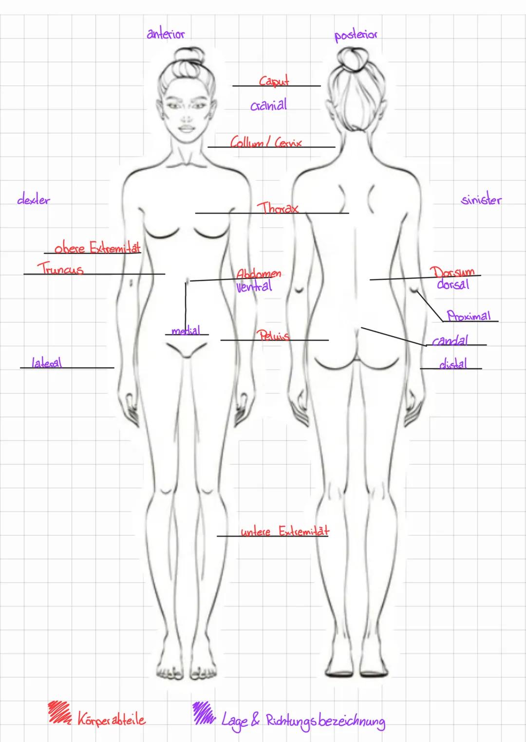 # ANATOMIE & PHYSIOLOGIE

Defination der Wissenschaft

Einführung

*   Anatomie = griech = anatmeih = zerkleinern = ein teilgebiet der Morph