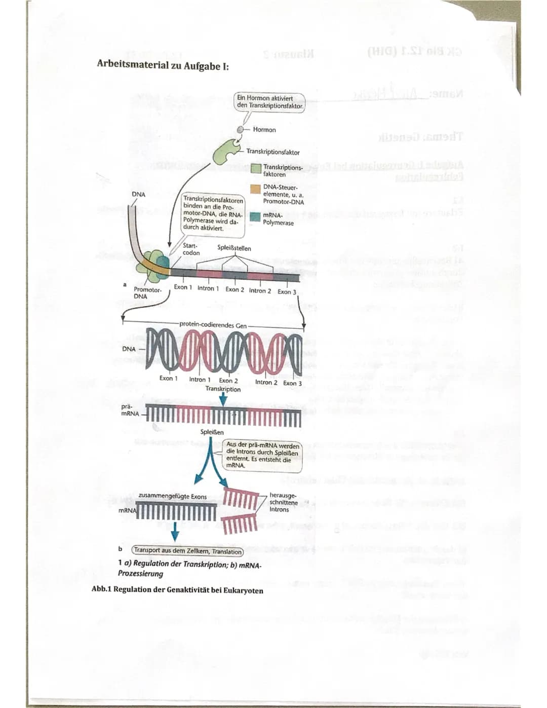 GK Bio 12.1 (DIH)
Name: Alea Menke
Thema: Genetik
Klausur 2
12.01.2021
Aufgabe I: Genregulation bei Eukaryoten und Tumorwachstum durch
Fehlr