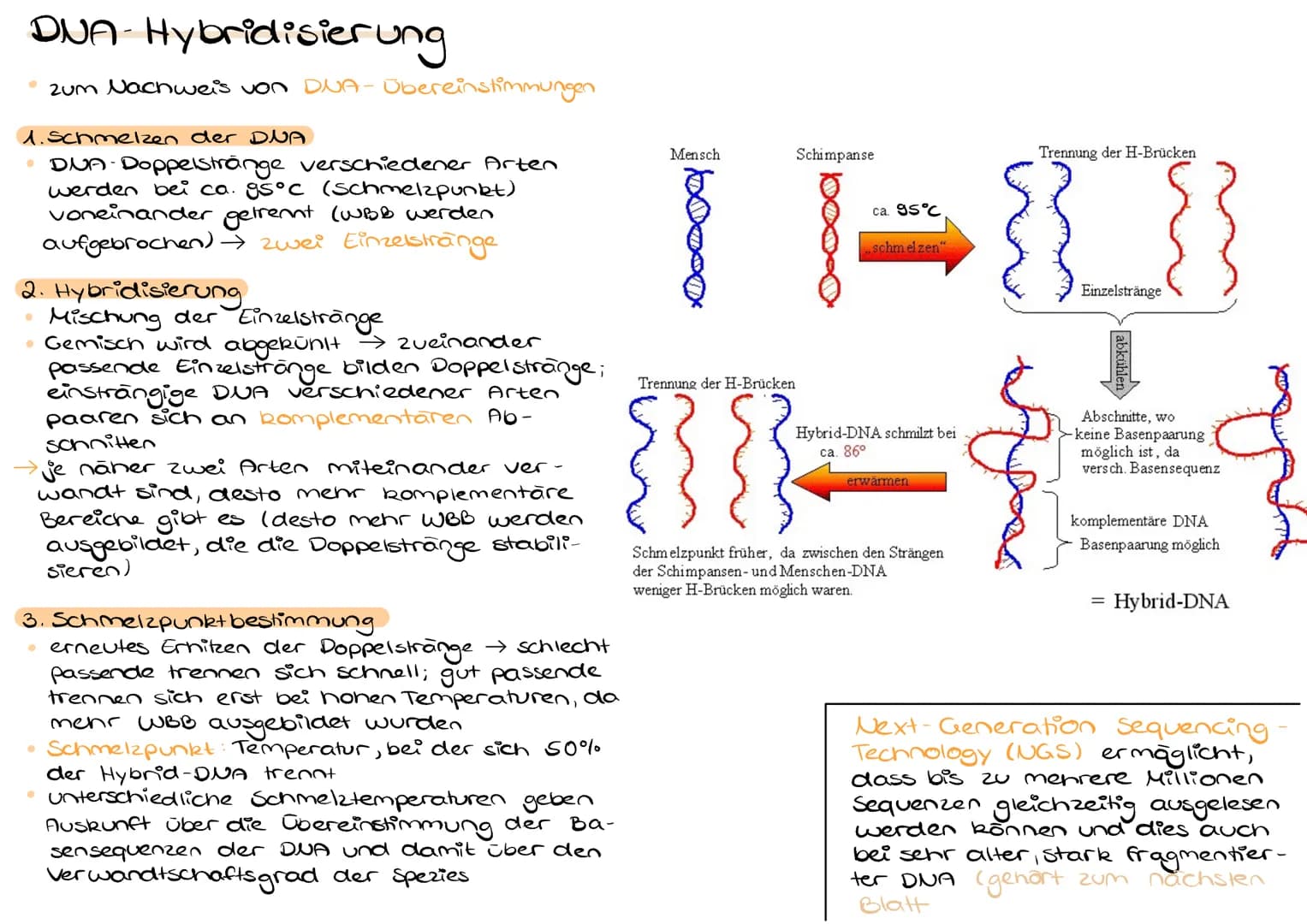 DUA- Hybridisierung
zum Nachweis von DNA- Übereinstimmungen
1. Schmelzen der DNA
• DUA- Doppelstränge verschiedener Arten
werden bei ca. g5°
