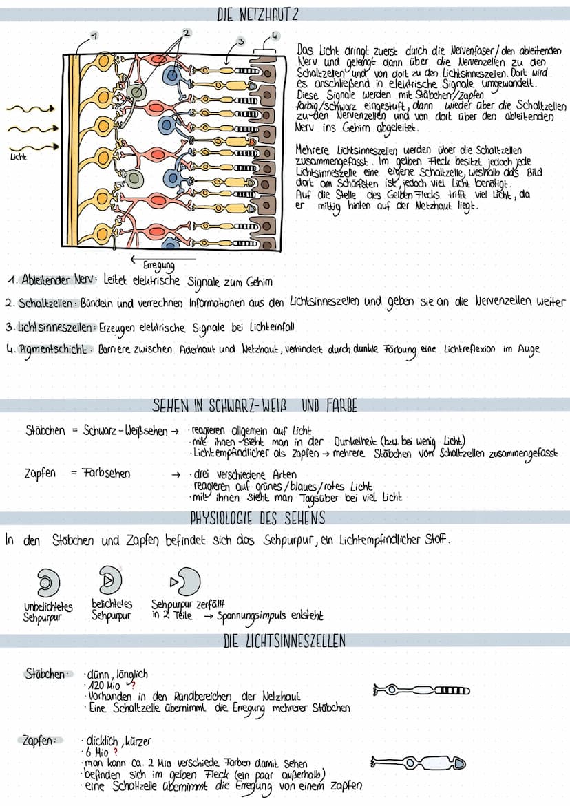 Teil
Sehnerv
Netzhaut
Glaskörper
Hornhaut
Linse
Regenbogenhaut
Lederhaut
Aderhaut
Pupille
Blinder Fleck
gelber Fleck
ܐܐܐ
Licht
OOO.
Nervenfa
