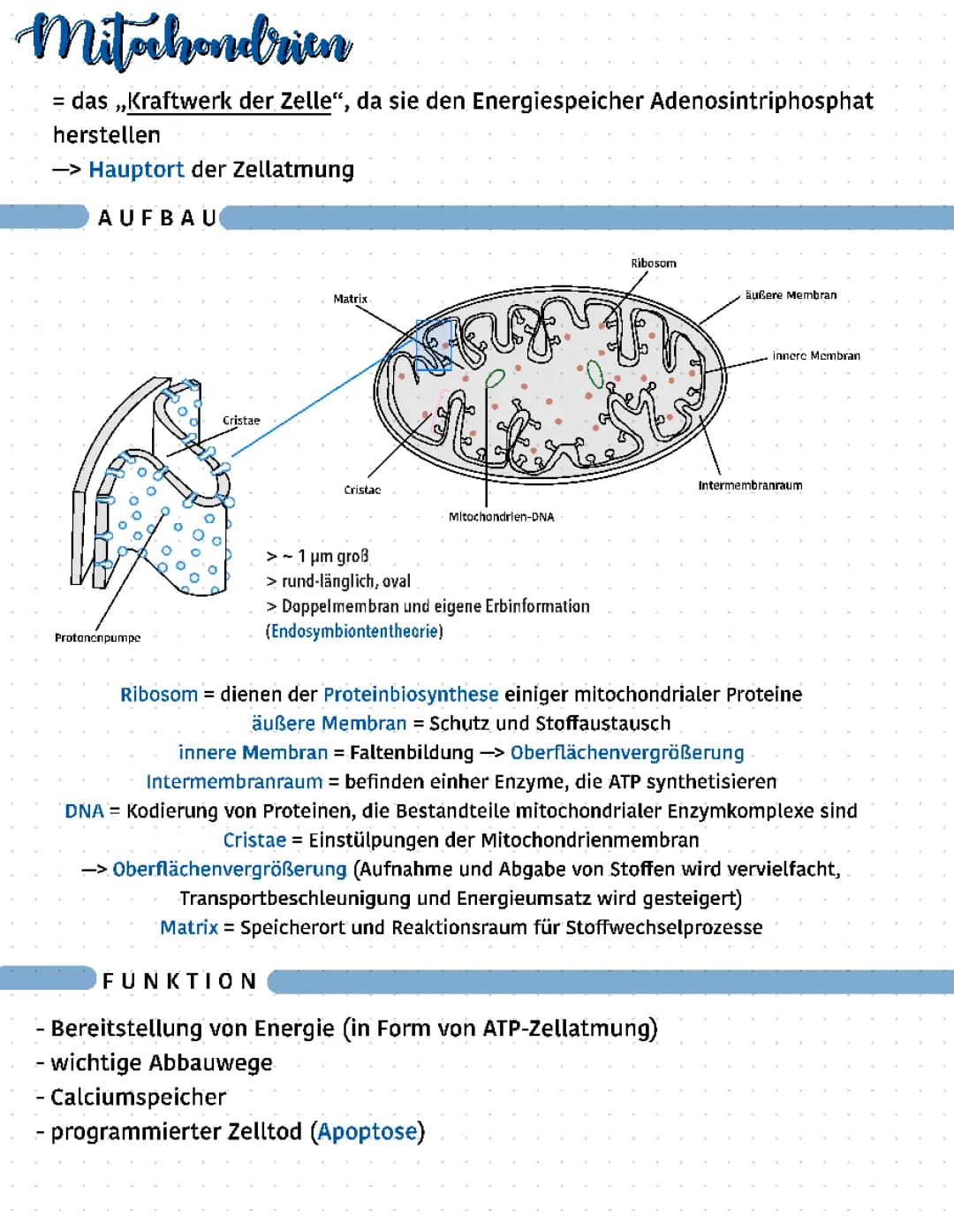 Mitochondrien 