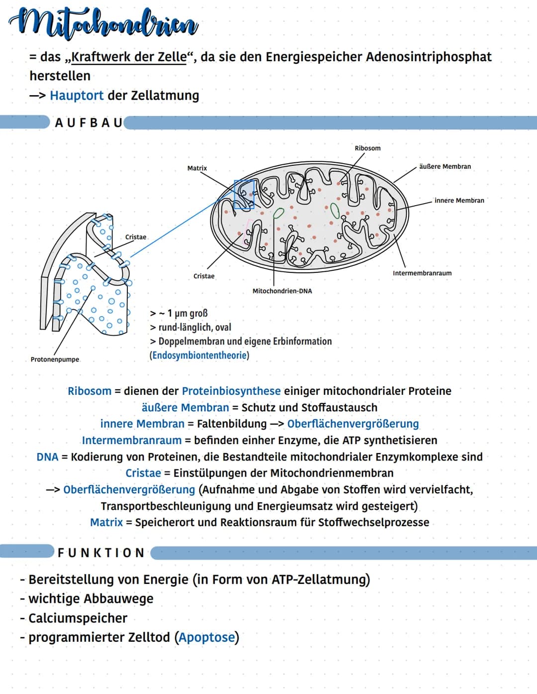 Mitochondrien
= das „Kraftwerk der Zelle“, da sie den Energiespeicher Adenosintriphosphat
herstellen
-> Hauptort der Zellatmung
AUFBAU
Proto
