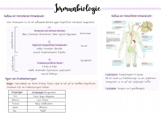 Know Abi Zusammenfassung Immunbiologie  thumbnail