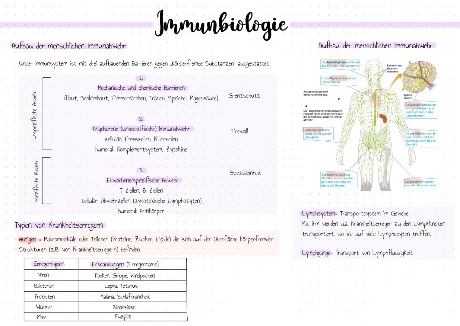 Aufbau der menschlichen Immunabwehr
Unser Immunsystem ist mit drei aufbauenden Barrieren gegen körperfremde Substanzen" ausgestattet.
unspez