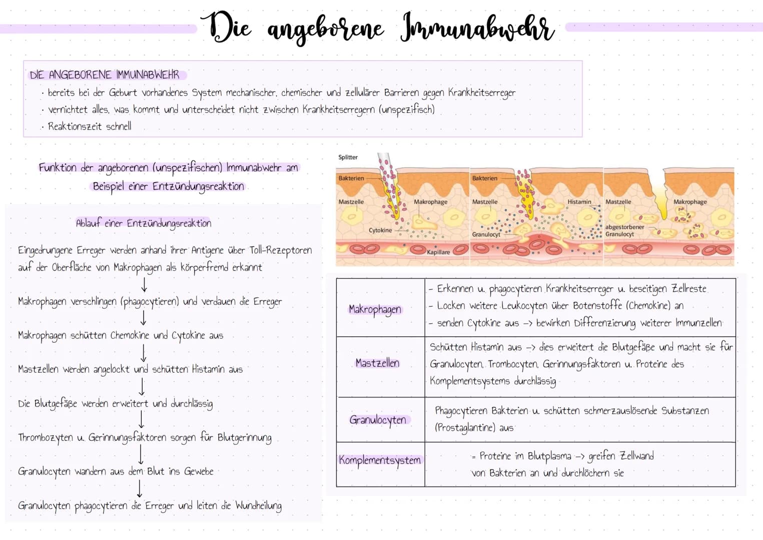 Aufbau der menschlichen Immunabwehr
Unser Immunsystem ist mit drei aufbauenden Barrieren gegen körperfremde Substanzen" ausgestattet.
unspez