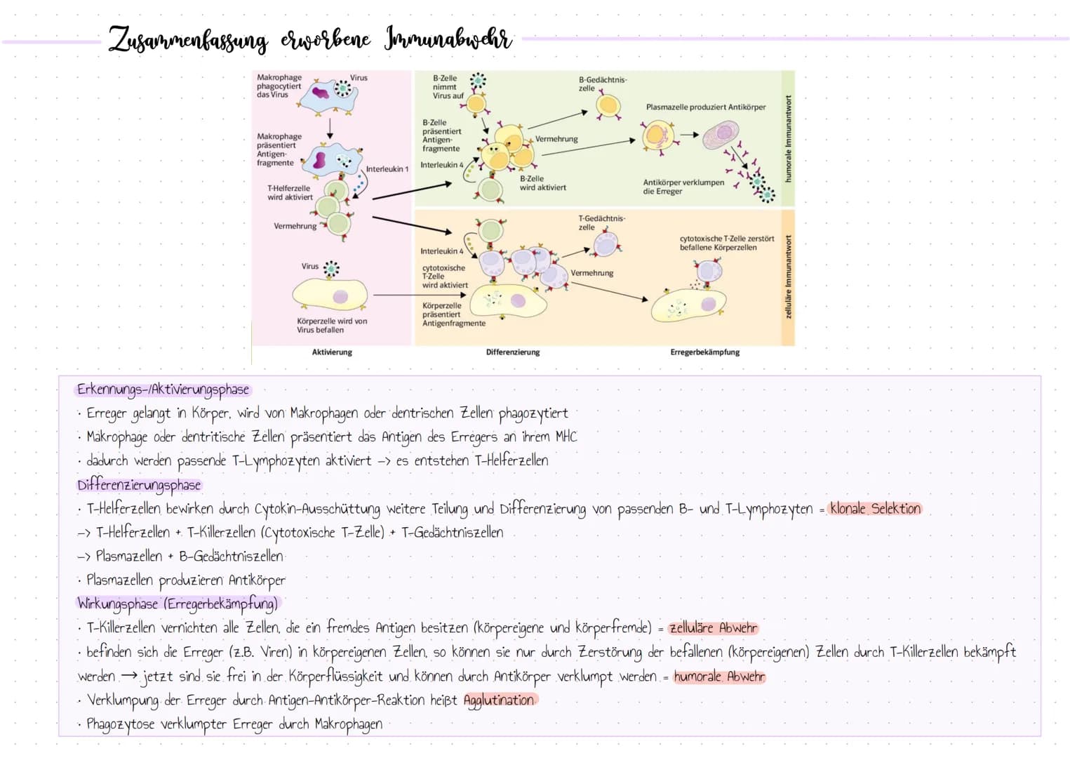 Aufbau der menschlichen Immunabwehr
Unser Immunsystem ist mit drei aufbauenden Barrieren gegen körperfremde Substanzen" ausgestattet.
unspez