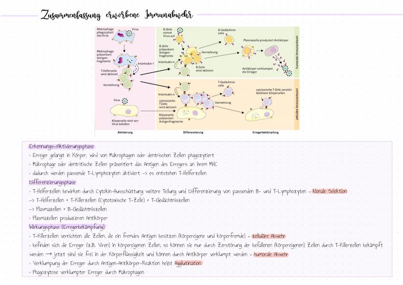 Aufbau der menschlichen Immunabwehr
Unser Immunsystem ist mit drei aufbauenden Barrieren gegen körperfremde Substanzen" ausgestattet.
unspez