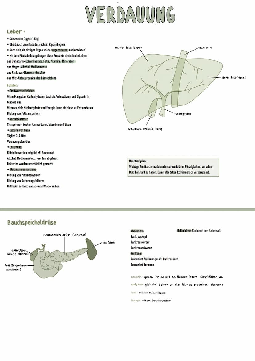 Magen:
• Vorübergehender Speicher von Nahrung (bis zu 2Liter)
• Nahrung wird mit Magensäure durchmischt
• Täglich werden ca. 2 Liter Magensa