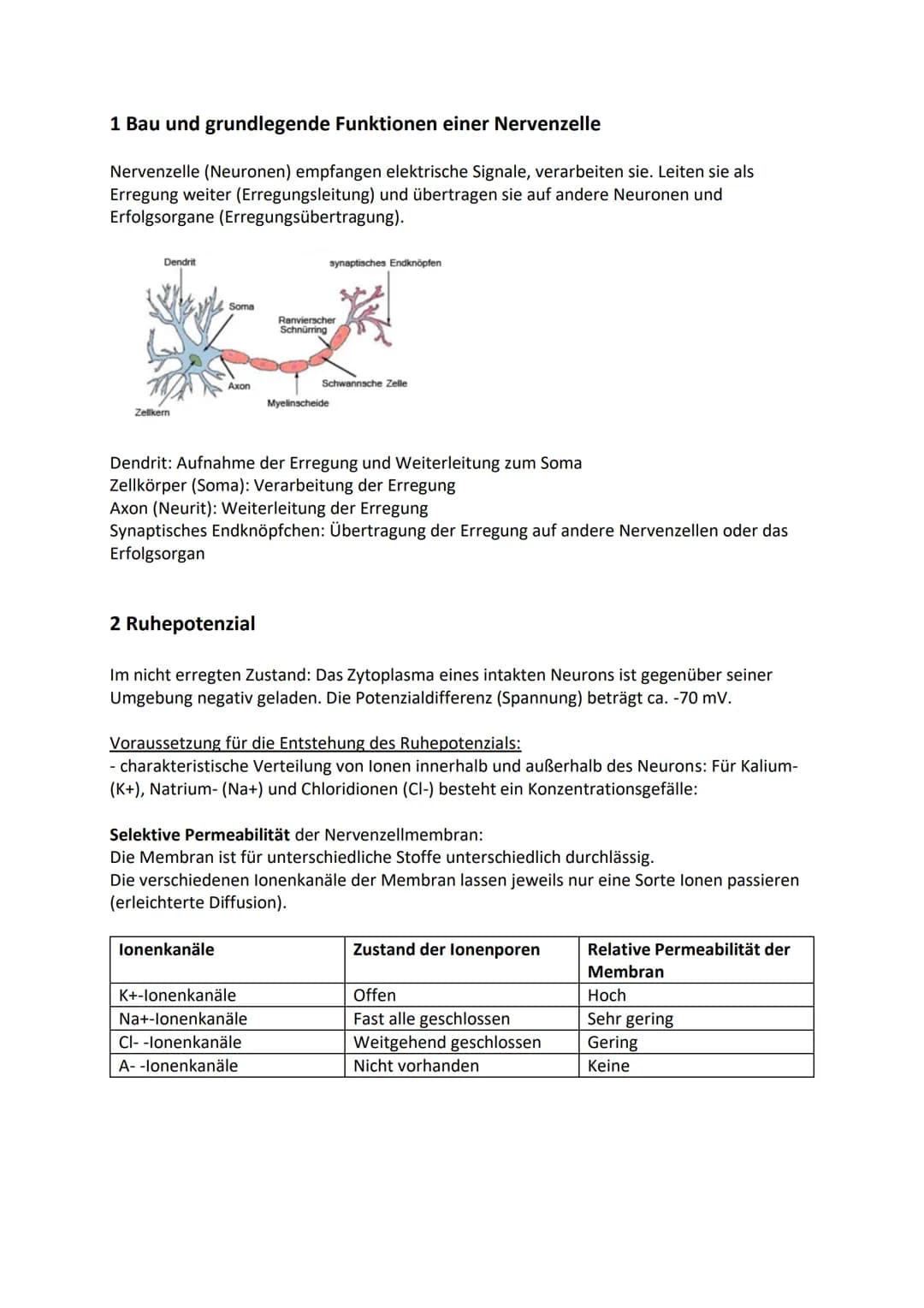 1 Bau und grundlegende Funktionen einer Nervenzelle
Nervenzelle (Neuronen) empfangen elektrische Signale, verarbeiten sie. Leiten sie als
Er
