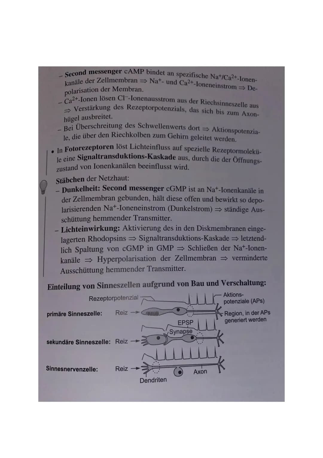 1 Bau und grundlegende Funktionen einer Nervenzelle
Nervenzelle (Neuronen) empfangen elektrische Signale, verarbeiten sie. Leiten sie als
Er