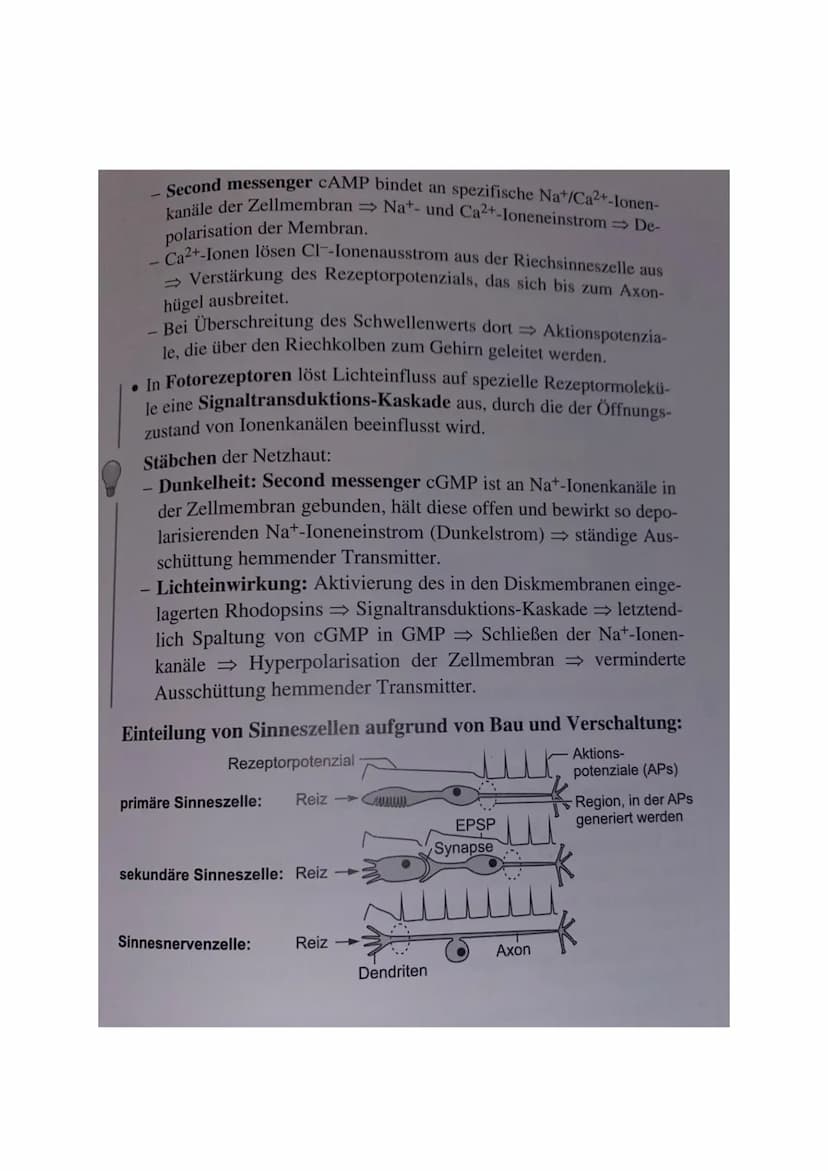 1 Bau und grundlegende Funktionen einer Nervenzelle
Nervenzelle (Neuronen) empfangen elektrische Signale, verarbeiten sie. Leiten sie als
Er