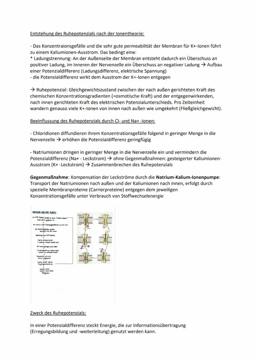 1 Bau und grundlegende Funktionen einer Nervenzelle
Nervenzelle (Neuronen) empfangen elektrische Signale, verarbeiten sie. Leiten sie als
Er