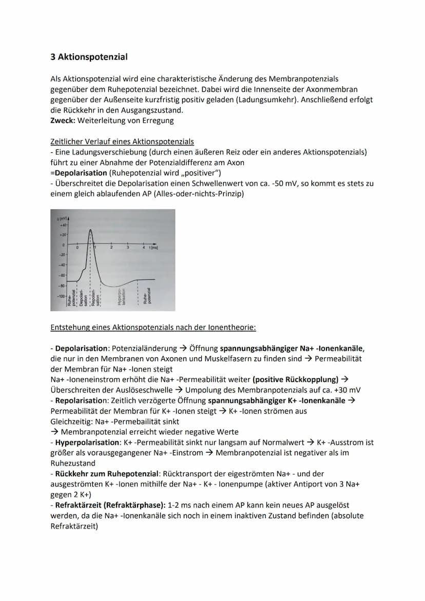 1 Bau und grundlegende Funktionen einer Nervenzelle
Nervenzelle (Neuronen) empfangen elektrische Signale, verarbeiten sie. Leiten sie als
Er