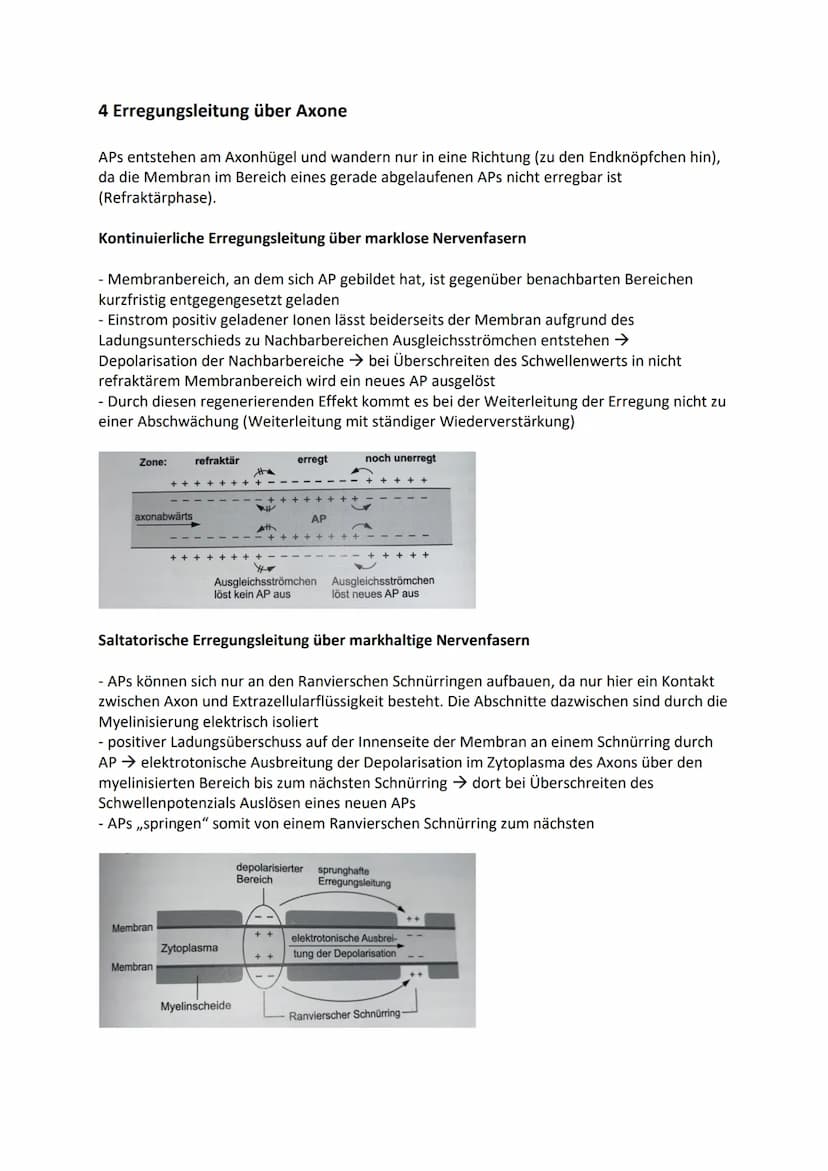 1 Bau und grundlegende Funktionen einer Nervenzelle
Nervenzelle (Neuronen) empfangen elektrische Signale, verarbeiten sie. Leiten sie als
Er