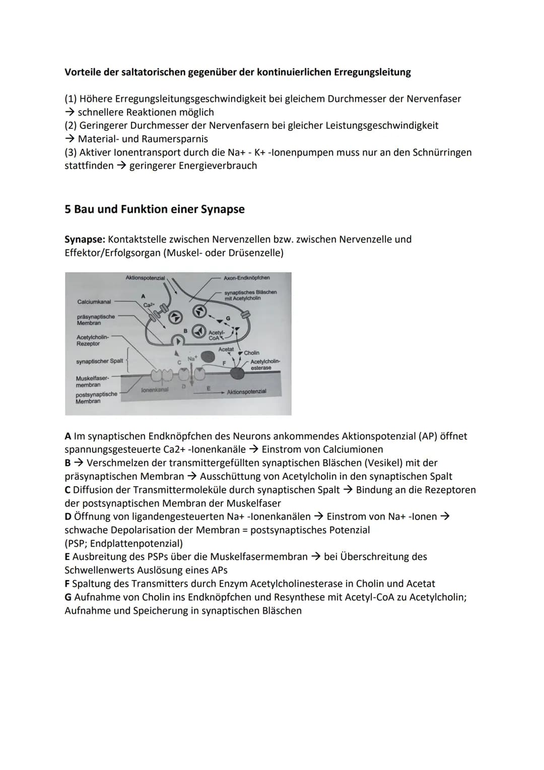 1 Bau und grundlegende Funktionen einer Nervenzelle
Nervenzelle (Neuronen) empfangen elektrische Signale, verarbeiten sie. Leiten sie als
Er